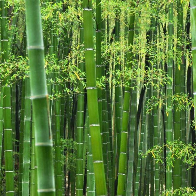 Common Bamboo