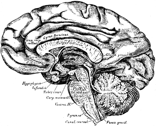 Buchanan’s Journal of Man, April 1887.