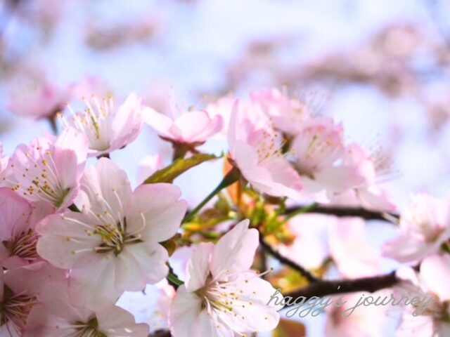 百合が原公園、桜