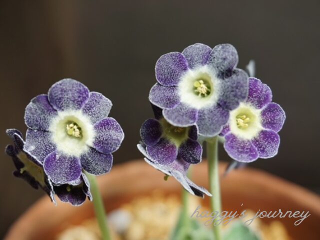 百合が原公園、温室にある花