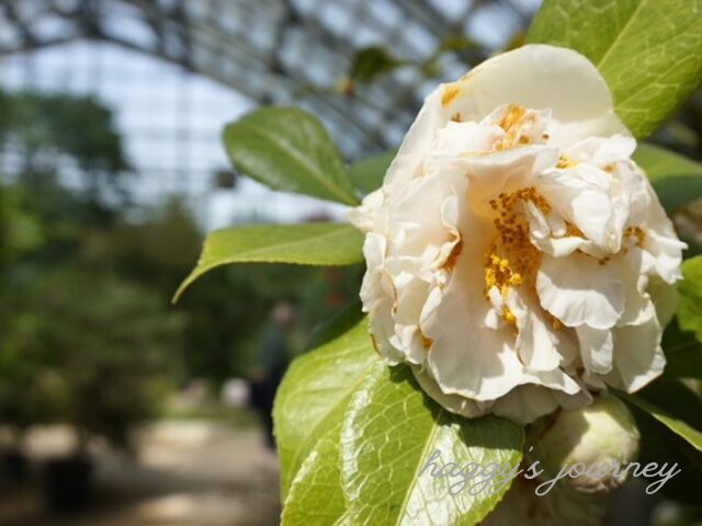 百合が原公園、温室内