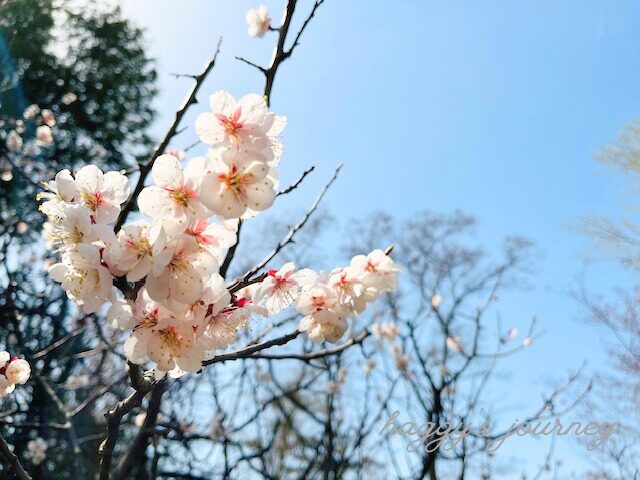 百合が原公園、日本の庭園、桜