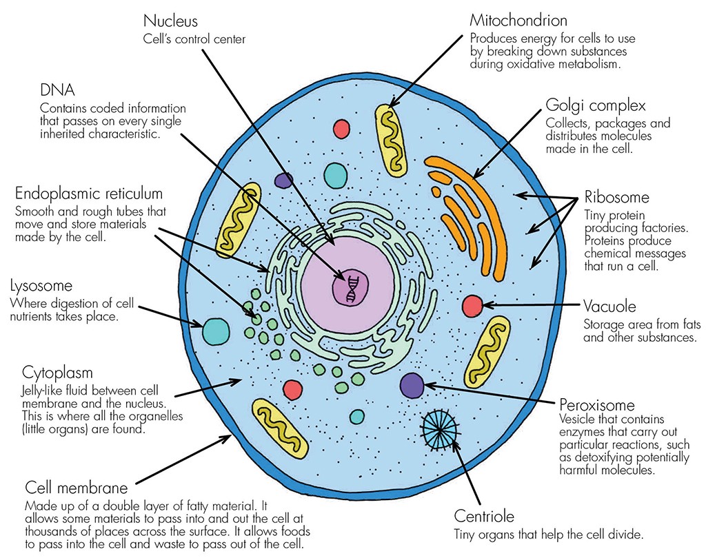 CELL