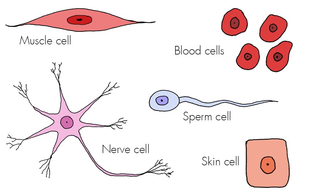 Types of cells