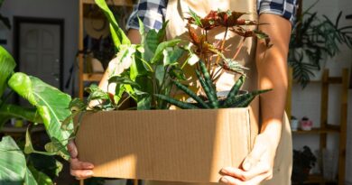 9 Things to Check For Before Bringing Home a New Houseplant