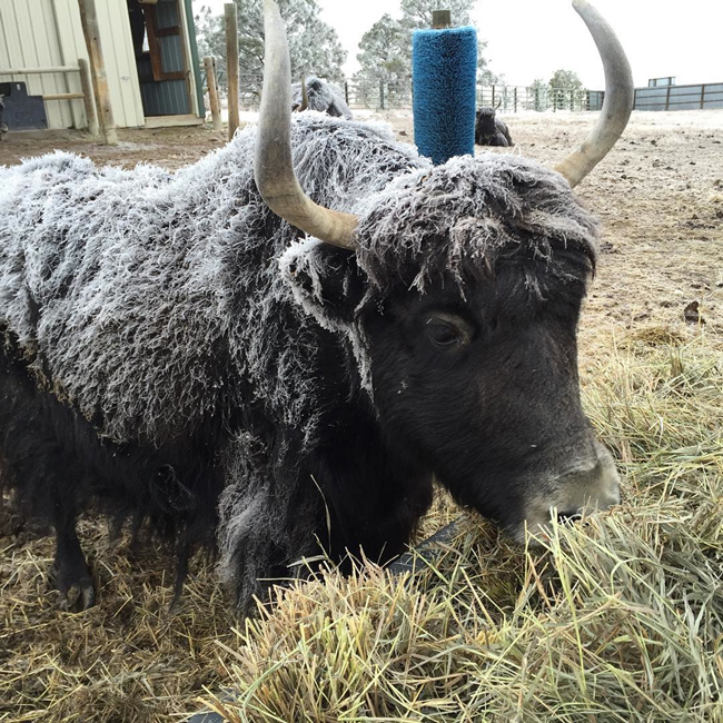 Ruby, one of the Bijou Basin Ranch yak herd!