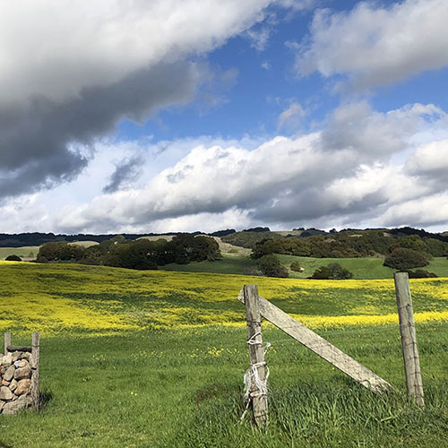 Ilene Shupnick Eastside of Petaluma