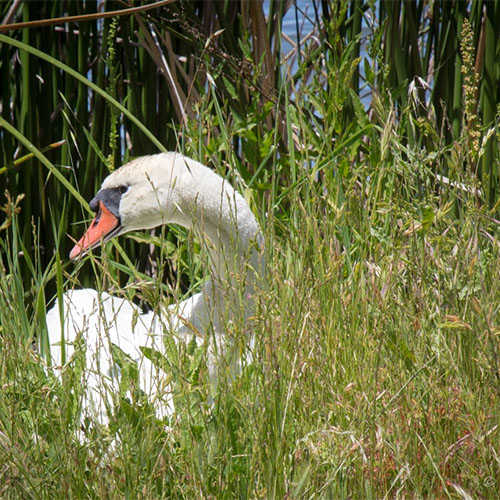 Swan at Ellis Creek Wetlands byJason Baldwin.