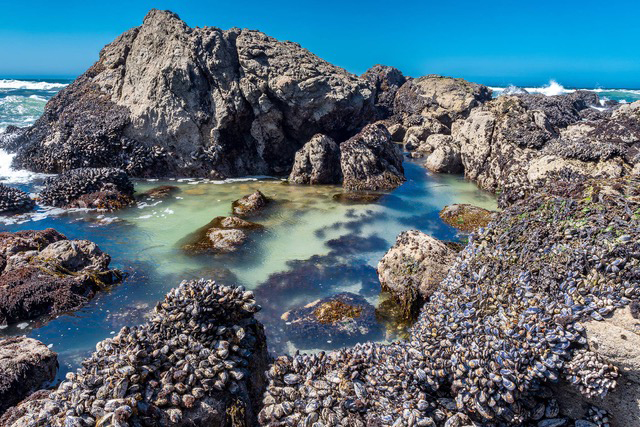 Sonoma Coast photo by David Hahn