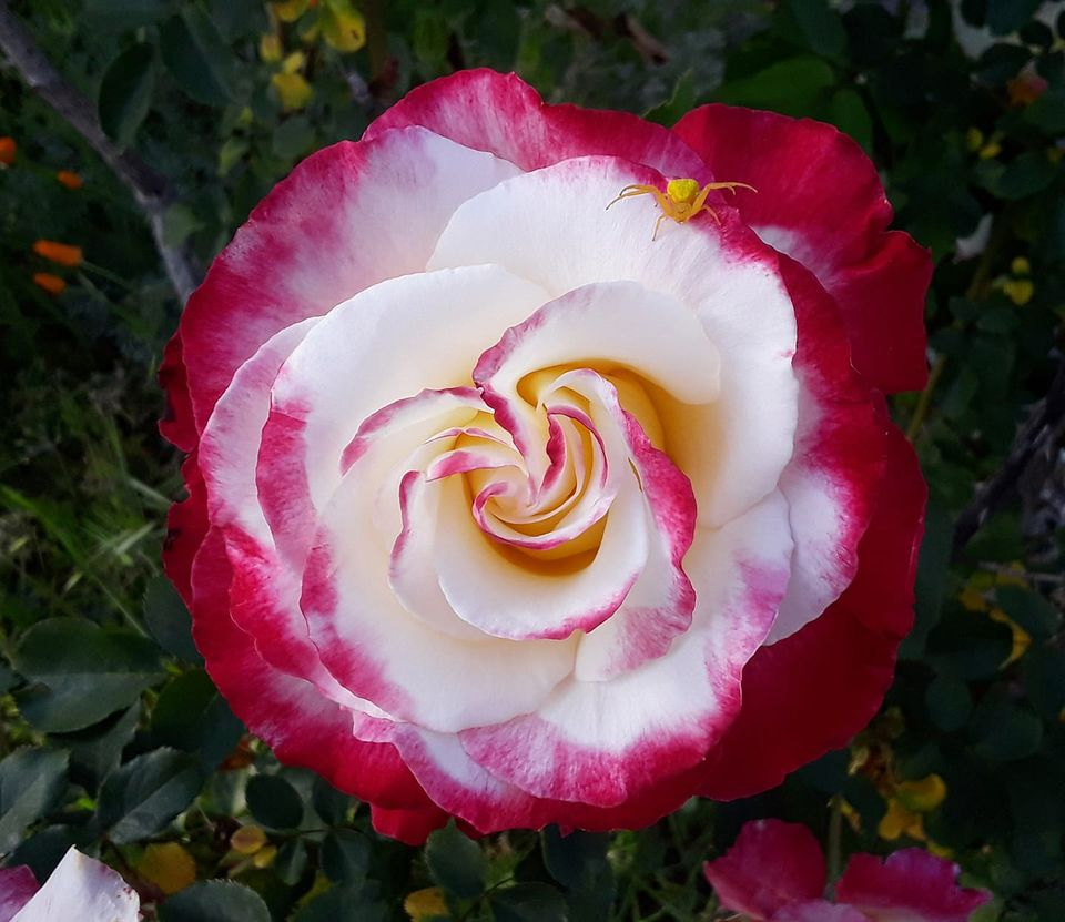 The Spider and the Rose. Cloverdale. Photo by Marjorie Morgenstern.