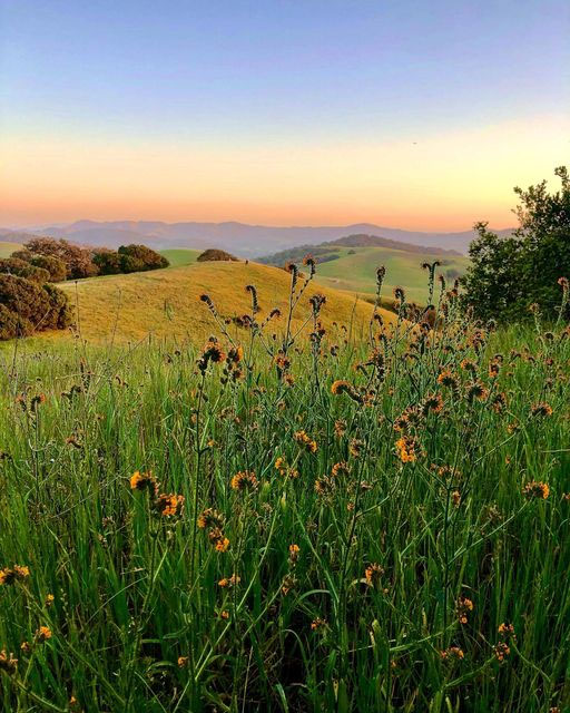 Jessica Williams - Sunset, hills, flowers in Putnam Park