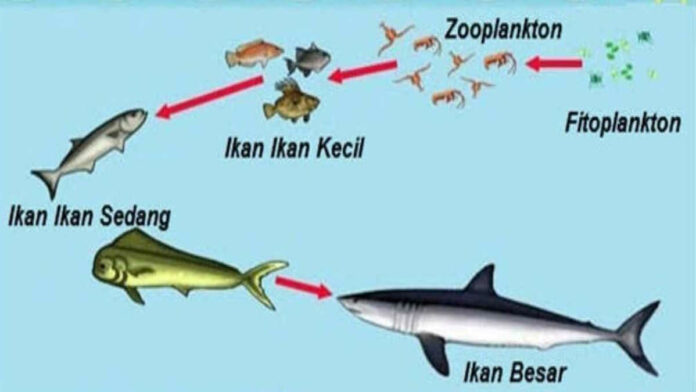 Urutan Rantai Makanan di Laut, Proses Memakan dan Dimakan