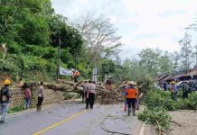 Penebangan Pohon Rawan Tumbang