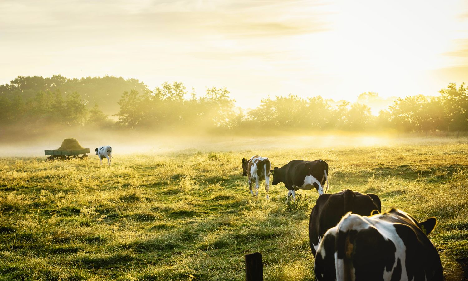 La industria de los lácteos y carne es una bomba de metano que calienta el planeta