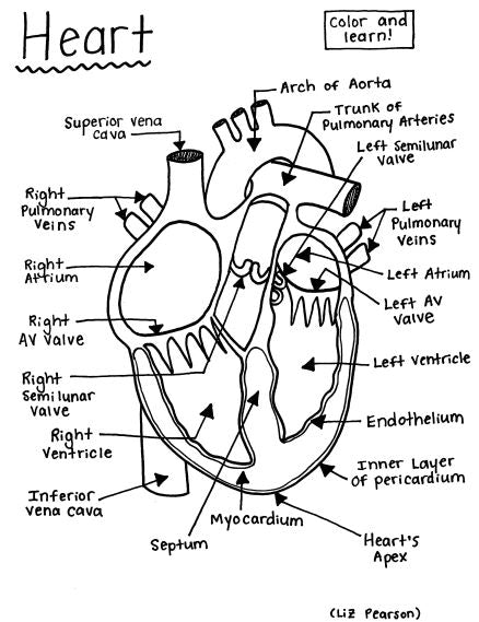 Heart - Printable Coloring Page - Educational & Teaching Resource — hBARSCI