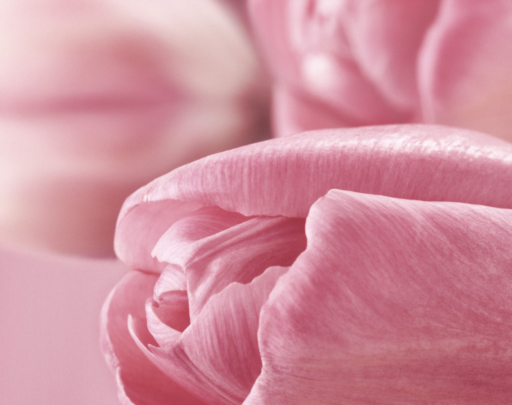 sweet pink petal image