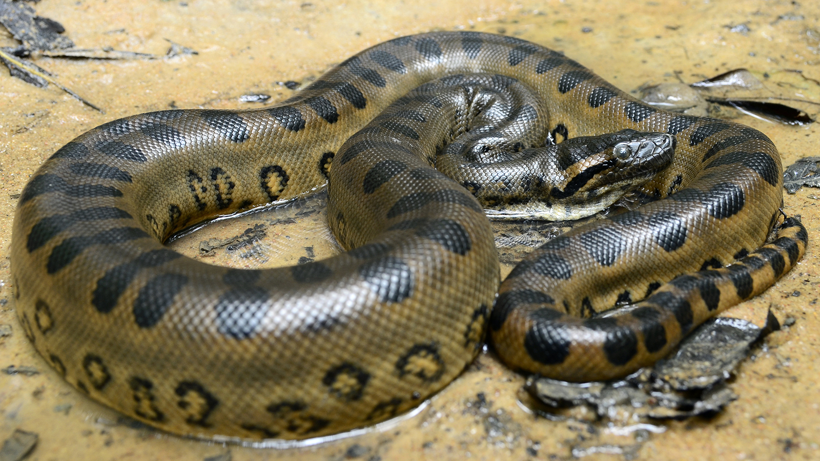 anaconda water image