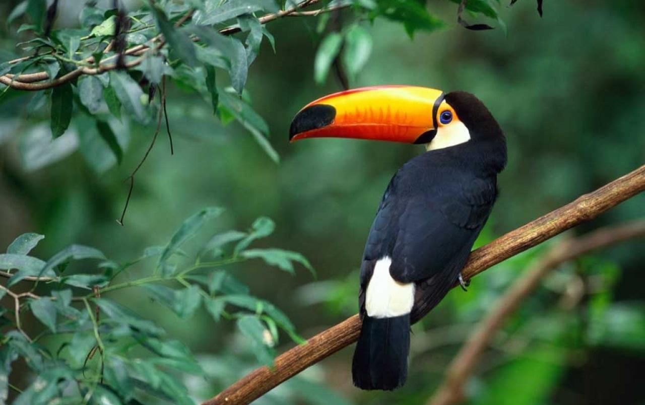 beautiful Toucan Wallpaper