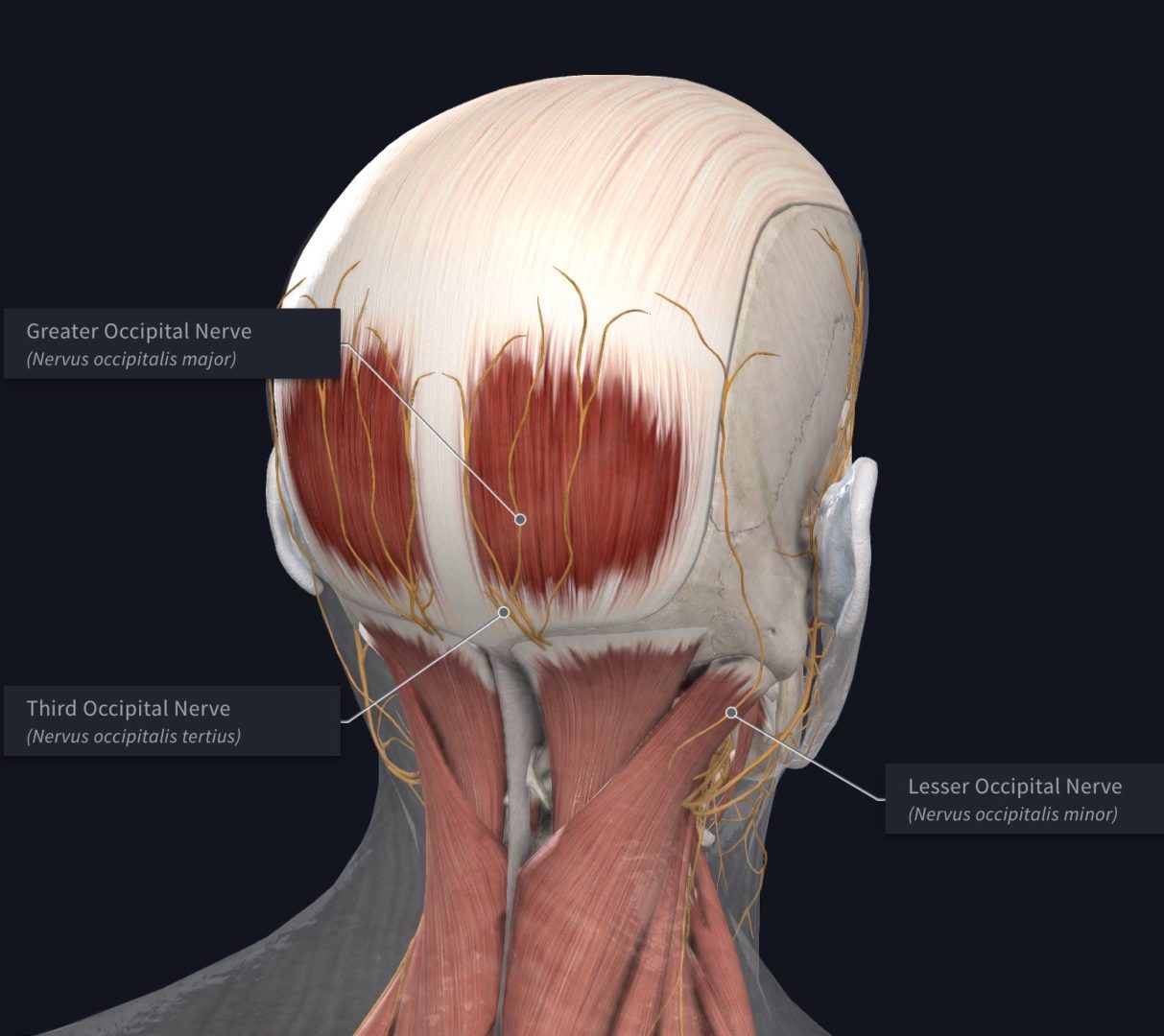 Occipital Neuralgia Full Health Secrets