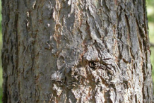 Cottonwood--Bark