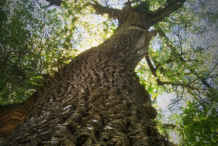 Cottonwood--tree