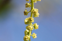 Female-catkin-of-Cottonwood