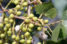 Mature-Cottonwood-fruit