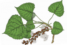 Plant-illustration-of-Cottonwood