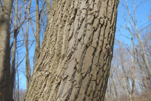 Trunk-of-Cottonwood