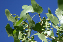 Unripe-or-developing-fruit-of-Cottonwood