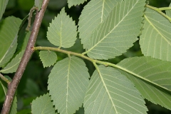 Branch-of-Slippery-elm