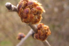 Flower_buds-of-Slippery-Elm