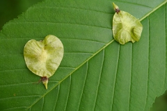 Fruits-(Samara)-of-Slippery-Elm