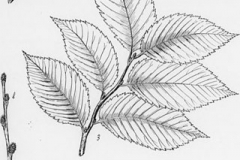 Sketch of slippery elm