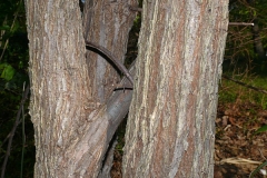 Trunk-of-Slippery-ELm