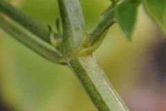 Branches-of-Wild-jasmine