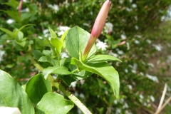 Flowering-buds-of-Wild-jasmine