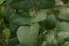 Leaves-of-Wild-jasmine