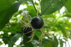 Mature-fruits-of-Wild-Jasmine