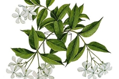 Plant-illustration-of-Wild-jasmine