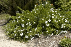 Wild-jasmine-plant