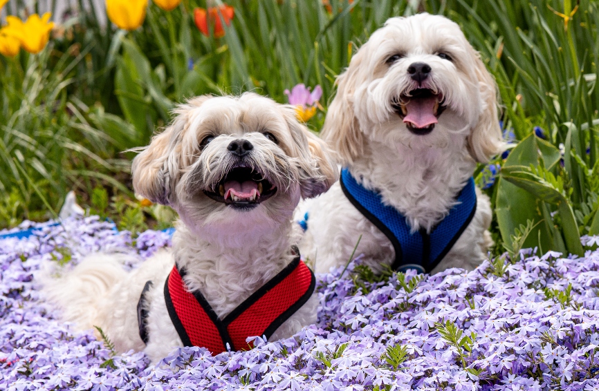 Crosby and Sidney, bichon-shih tzu mixes.