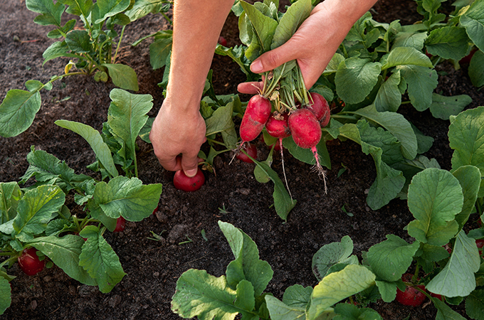 Organic Farming of Beets