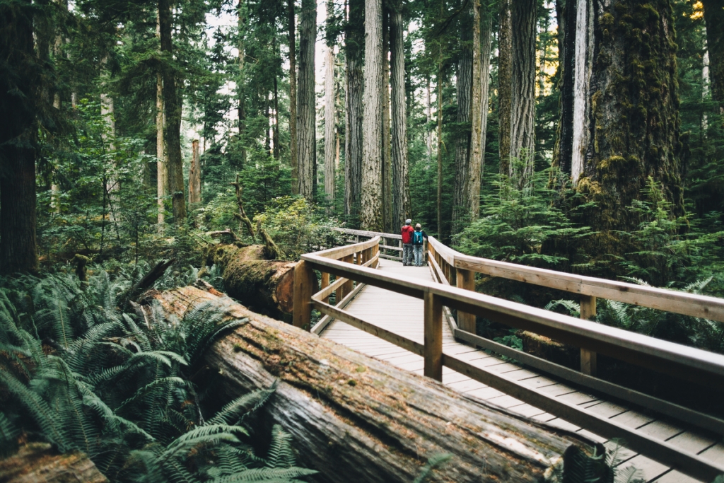 Cathedral Grove in MacMillan Provincial Park | Graeme Owsianski