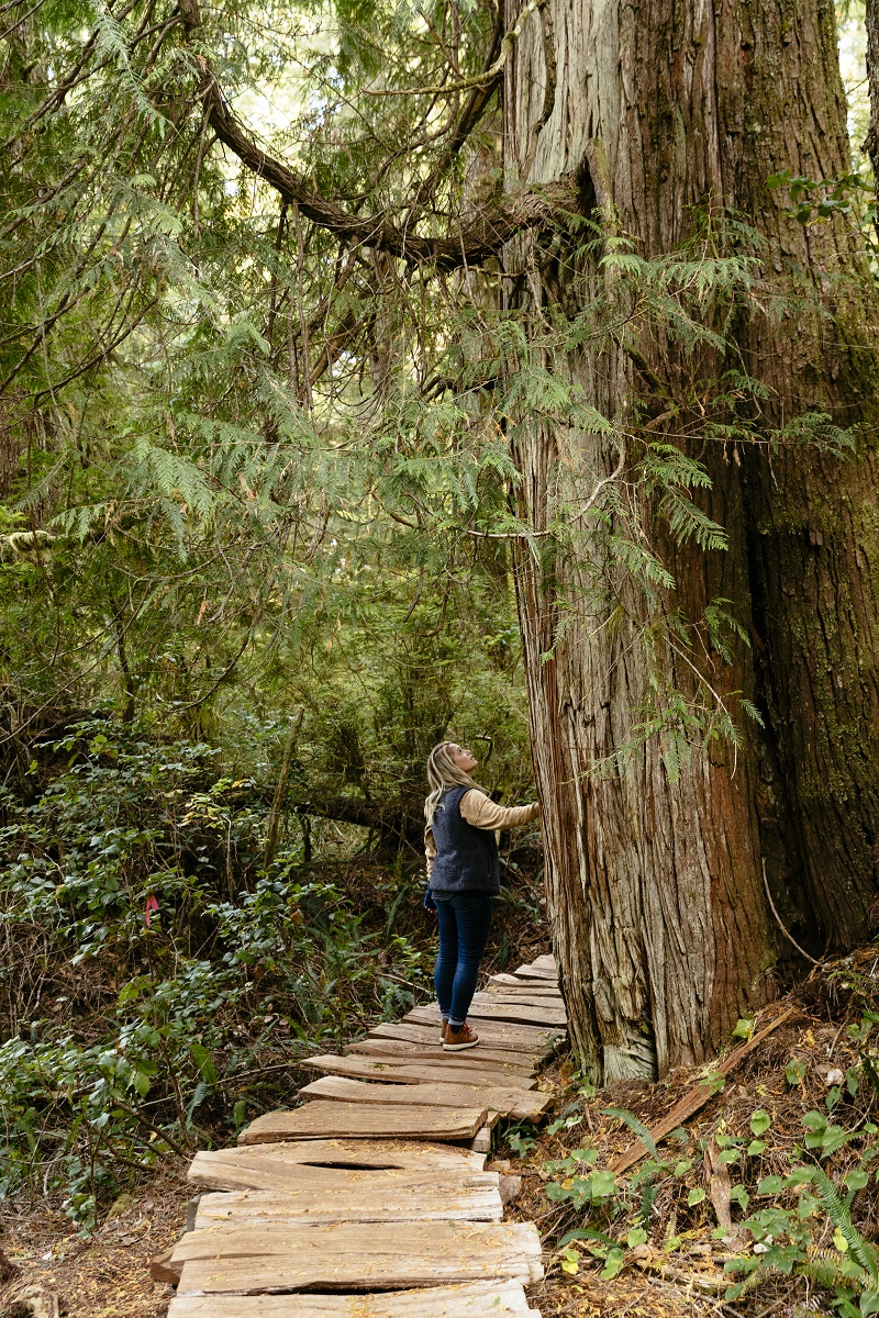 Walking through old growth rainforest on on the Big Tree Trail on Meares Island | Jeremy Koreski