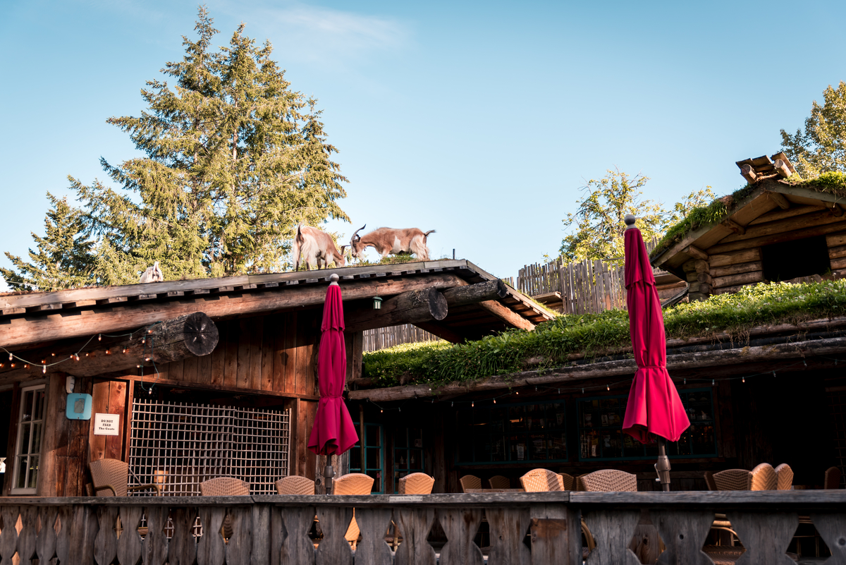 Goats on the roof at Coombs Old Country Market | @glamouraspirit_