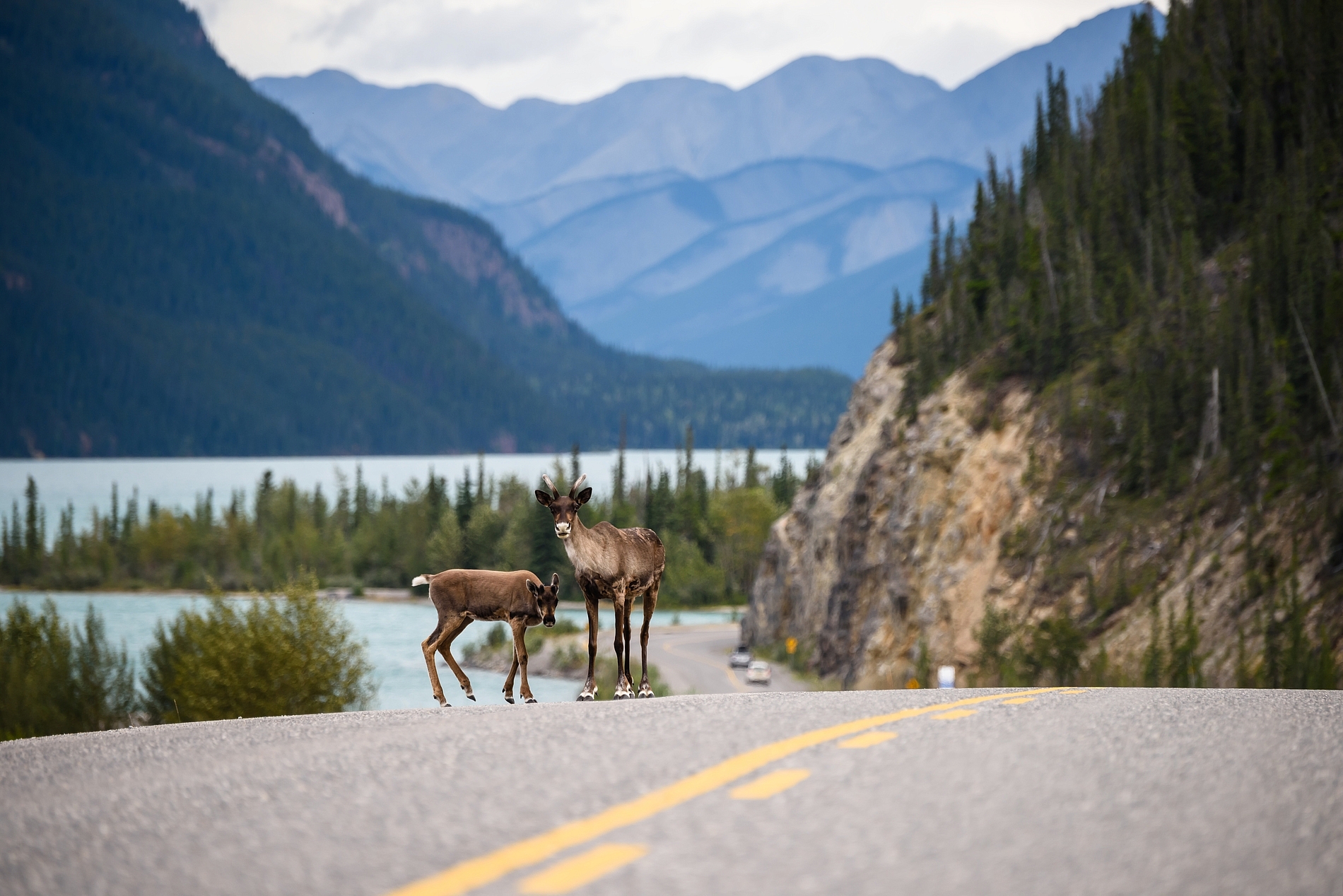 Two caribou stand on the shoulder of a winding highway with a river and vast mountain peaks in the background