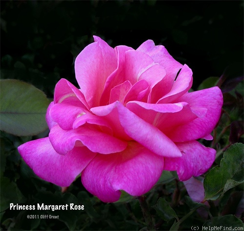 'Princess Margaret Rose' rose photo