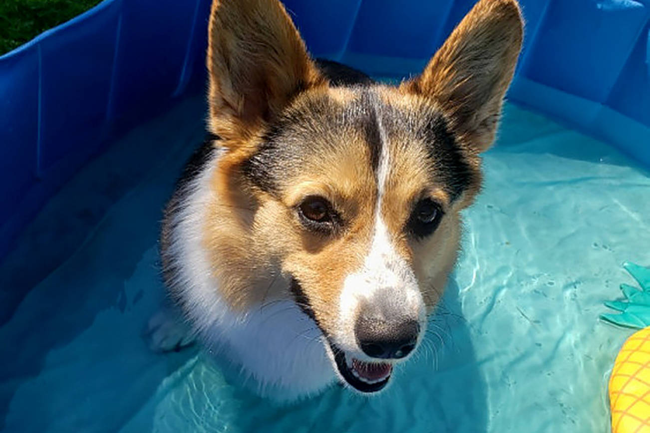 Dewey, a Welsh corgi, cools off as a heat wave hit the Pacific Northwest in June 2021. (Abigail Cooley)