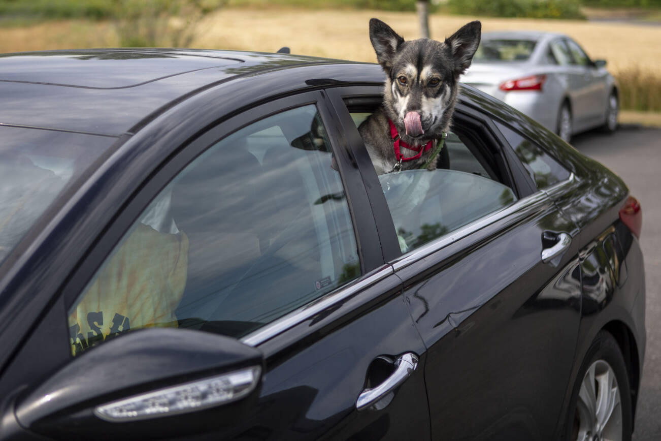 A dog sticks their head out the window as a part of a Wandering Rover Field Trip at the Everett Animal Shelter in Everett, Washington on Wednesday, July 17, 2024. (Annie Barker / The Herald)